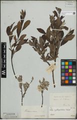 Foto von Salix lapponum L. x Salix silesiaca Willd.